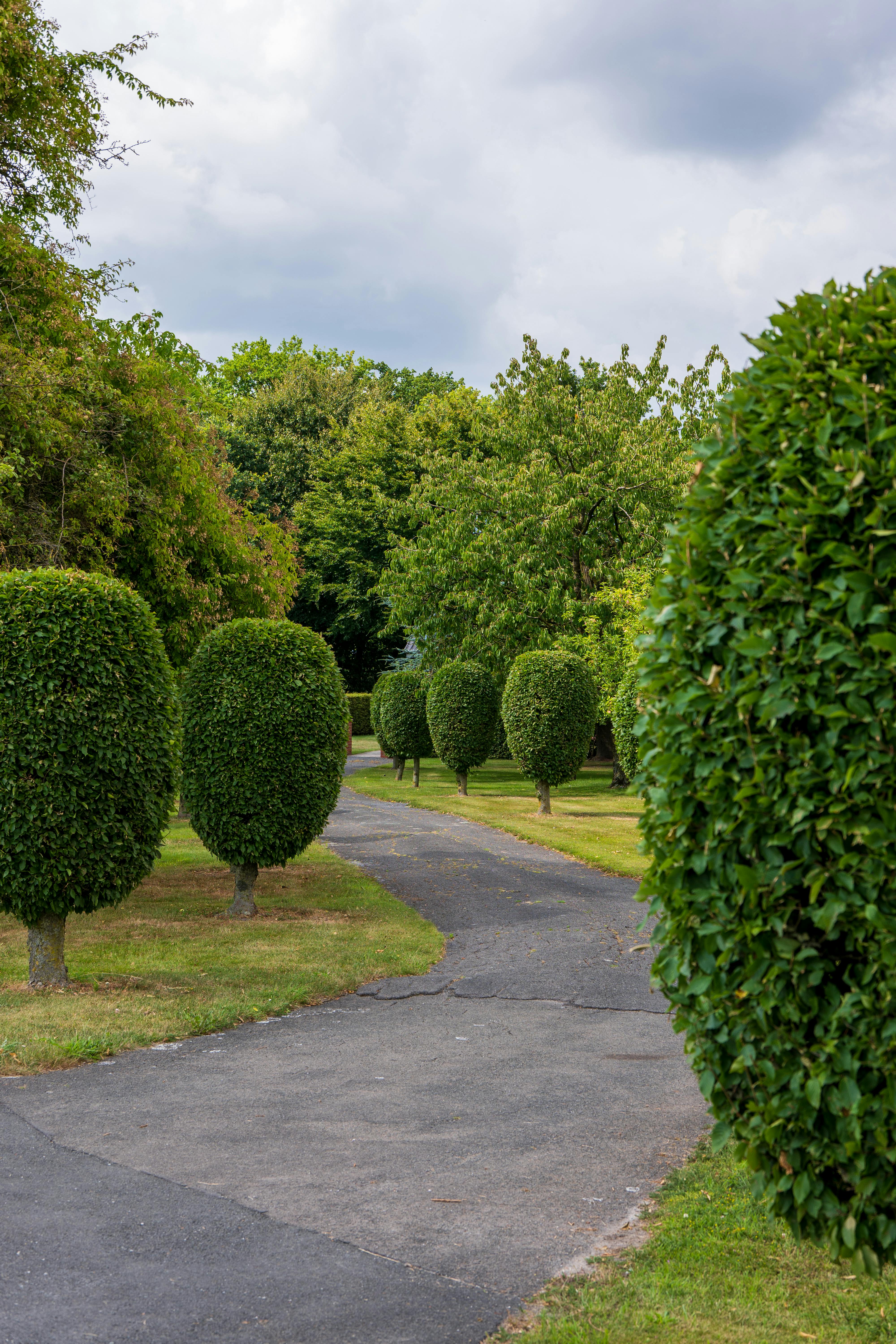 Taille d'arbuste par paysagiste Hush Garden